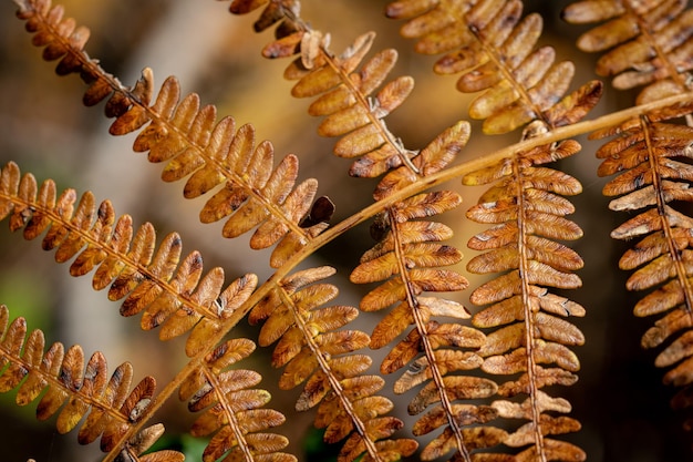 Foto una imagen de cerca de las hojas que se vuelven marrones mostrando signos del otoño