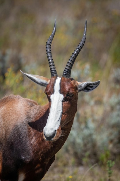 Foto una imagen de cerca de un impala