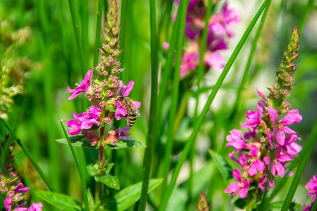 Foto imagen de cerca de pequeñas flores rosadas en el parque con fondo verde