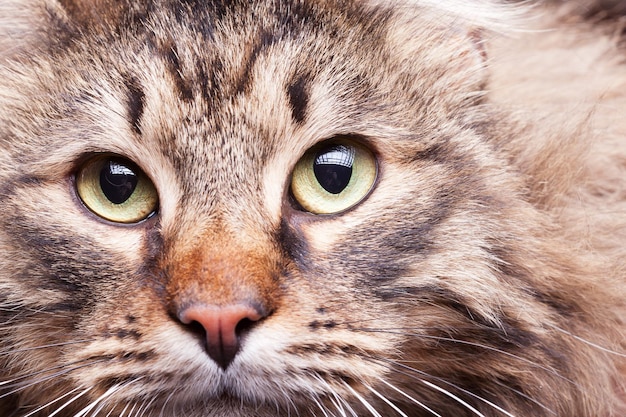 Imagen de cerca de la raza Maine Coon mirando a la cámara. Gato perfecto y gentilmente hogareño.