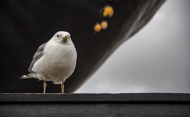 Foto imagen cercana de un ave de plumas holandesa