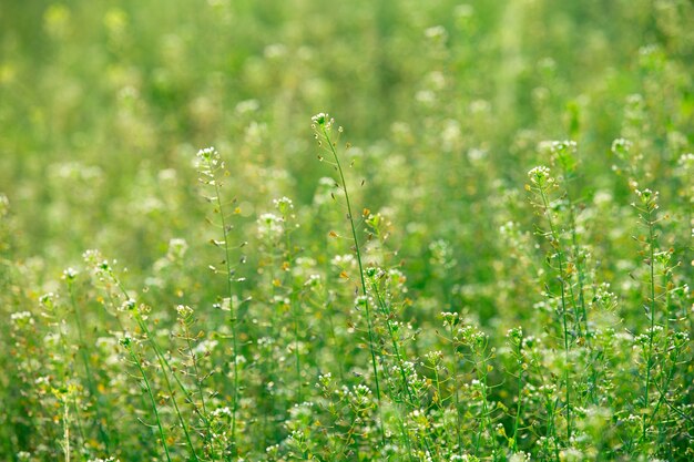 Imagen cercana de la hierba verde fresca de primavera