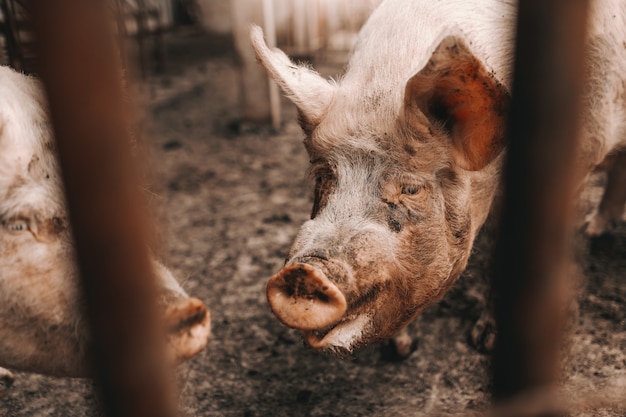 Imagen del cerdo sucio que se coloca en fango en corral. Concepto de cría de cerdos.