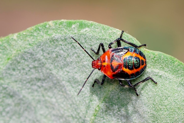 Imagen de chinche roja sobre hojas verdes sobre un fondo natural Insecto Animal