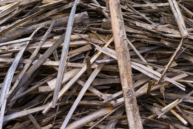 imagen de los chips y otros restos de un tronco de árbol roto. Pequeña profundidad de campo Chipped fire woods.