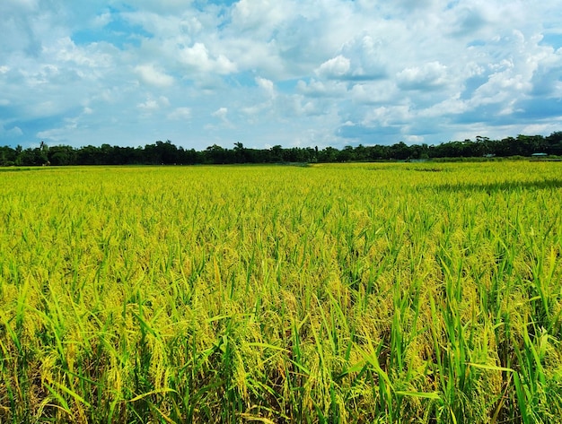 Imagen de cielo y arrozales