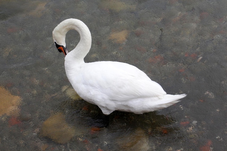 Foto imagen de un cisne blanco en un lago de ohrid en macedonia