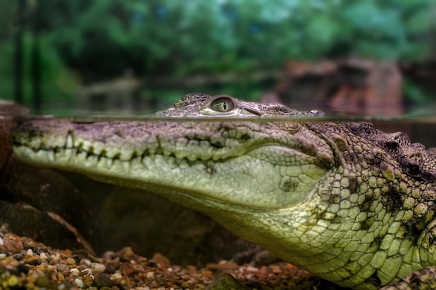 imagen de un cocodrilo joven mirando fuera del agua