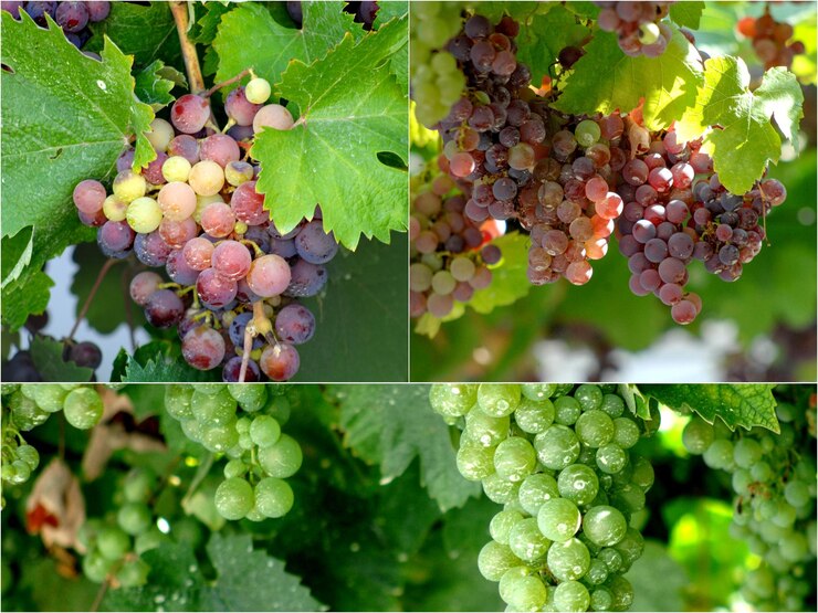 Foto una imagen de un collage de uvas colgando de una vid de color de fondo cálido