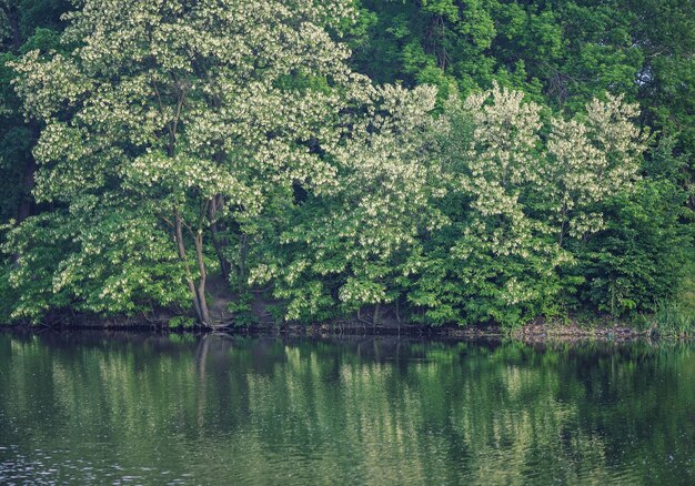 Imagen de color horizontal de un lago rodeado de árboles en flor