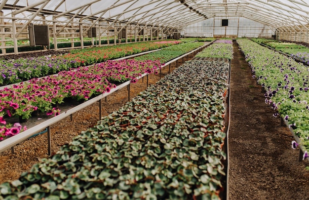 Imagen en color de plántulas en macetas en un vivero