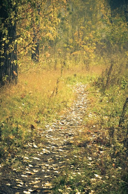 Imagen de colores cálidos del callejón de otoño en el parque.