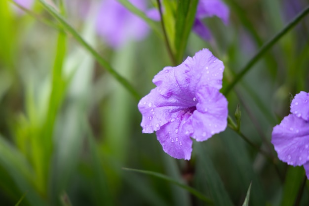 La imagen de las coloridas flores.