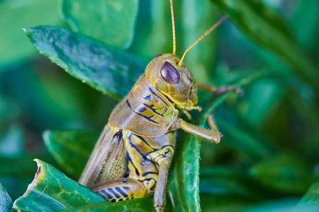 Imagen de Cricket sosteniendo un tallo verde de una hoja y mirando enojado