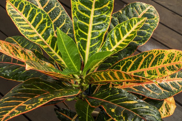 Foto imagen de cuarenta y cinco grados de hojas de croton petra en el suelo de la terraza de listones de madera