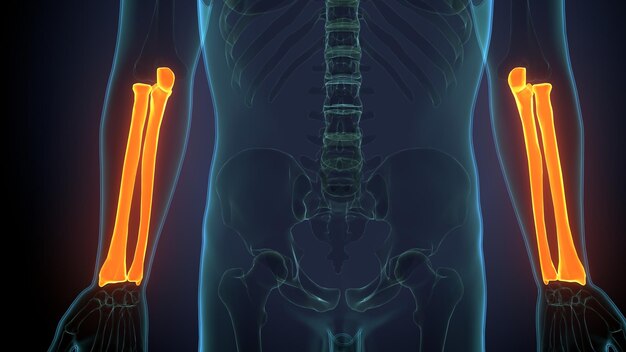 Foto una imagen de un cuerpo humano con una parte inferior de la espalda y la parte inferior de las espaldas que muestra un dolor de espalda inferior