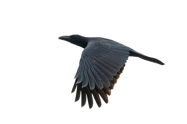 Imagen de un cuervo batiendo sus alas aislado sobre fondo blanco. Aves. Animales salvajes.