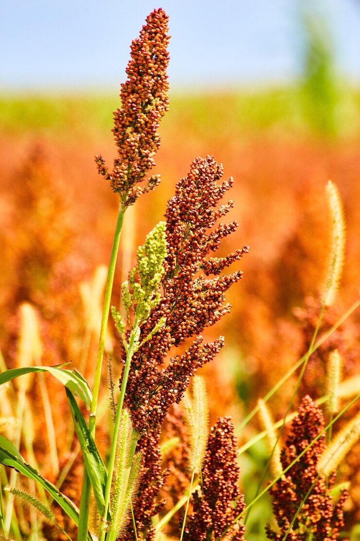 Imagen de detalle de grano de granjero inteligente de mijo y sorgo
