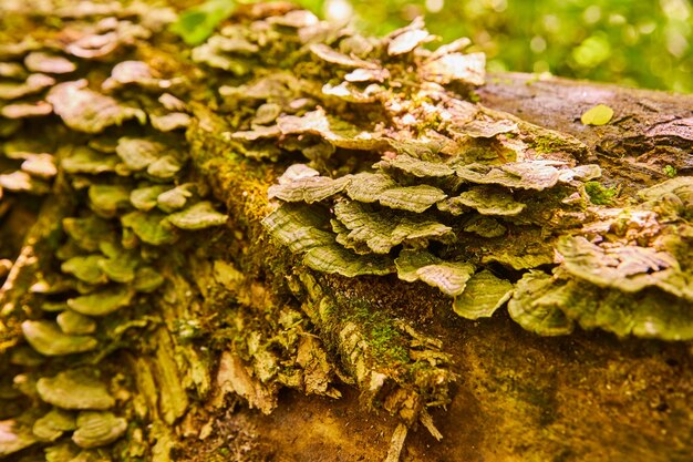 Imagen de detalle macro de hongos de plataforma que crecen en el tronco de un árbol