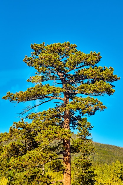 Foto imagen de detalle vertical del gran árbol del desierto contra el cielo azul