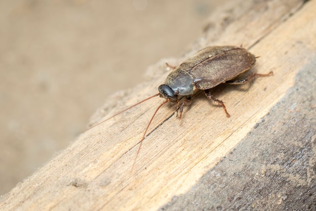 Imagen de Diploptera punctata o cucaracha escarabajo del Pacífico Insecto Animal