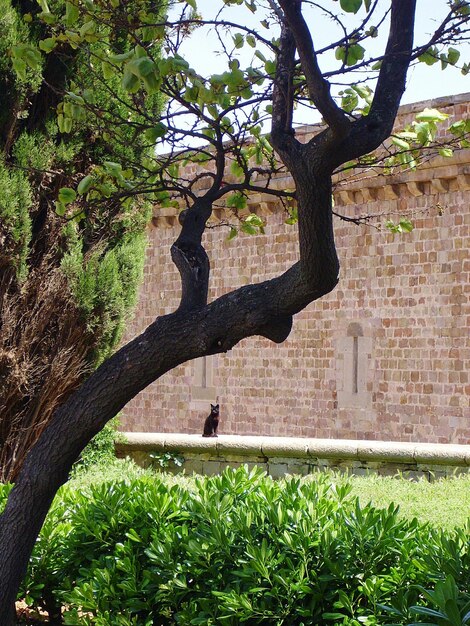 Foto imagen distante de un gato sentado en una pared de contención junto a un árbol