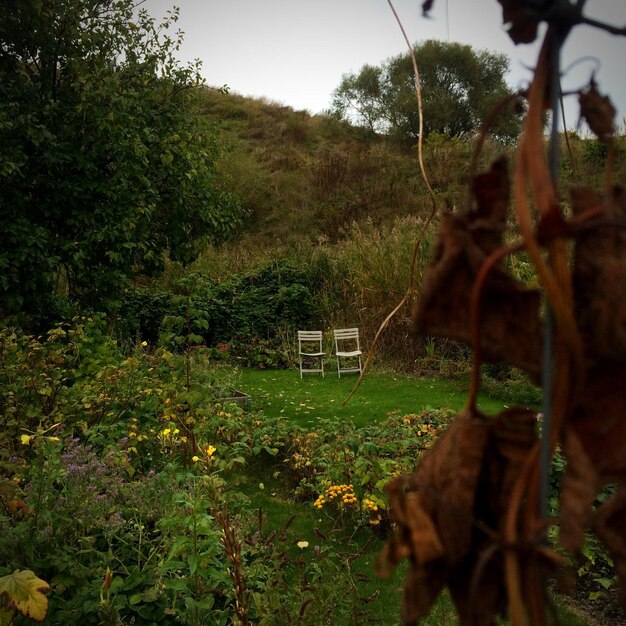 Foto imagen distante de sillas vacías en el campo