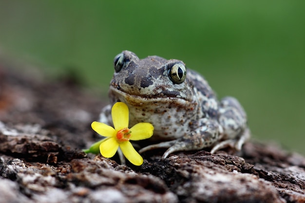 Imagen divertida de una rana con una flor y ojos expresivos sobre un fondo natural borroso