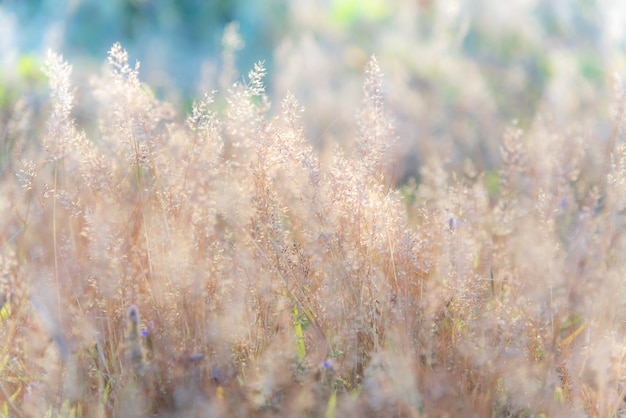 Imagen dulce borrosa vivo fresco brillante brillante colorido de la flor de la hierba.