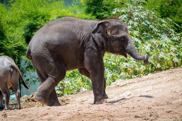 Imagen de un elefante joven en el fondo de la naturaleza en Tailandia.