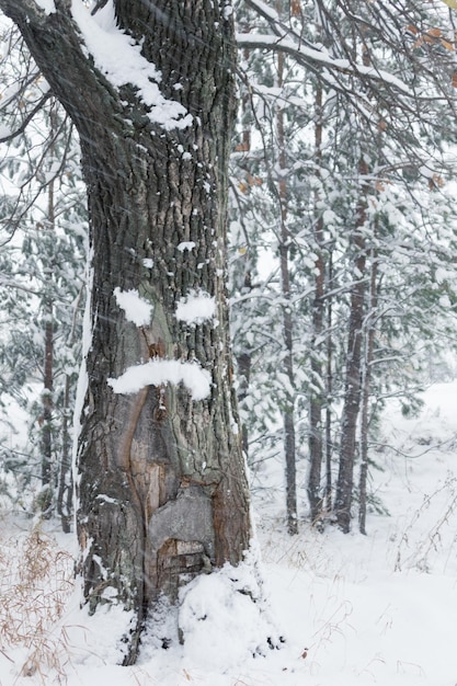 Imagen emociones de ira de la nieve en la corteza de los árboles