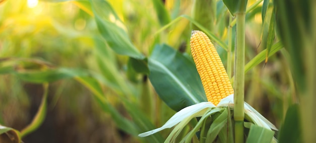 Una imagen de enfoque selectivo de la mazorca de maíz en el campo de maíz orgánico