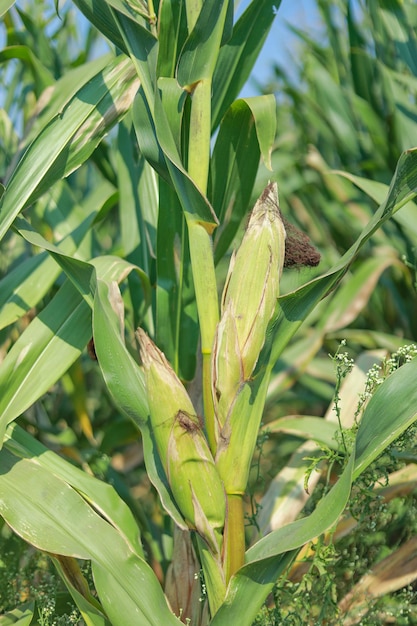 Una imagen de enfoque selectivo de la mazorca de maíz en el campo de maíz orgánico