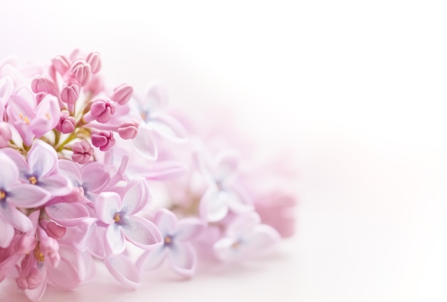 Imagen de enfoque suave de flores lilas sobre fondo blanco generada por IA