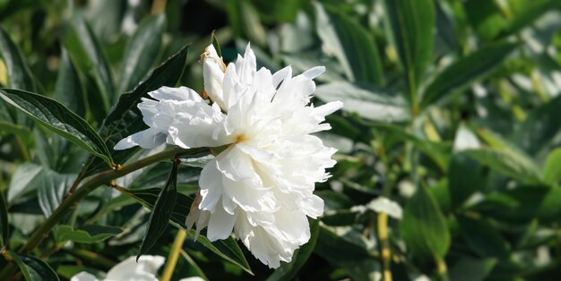 Imagen de enfoque suave de peonías blancas florecientes a la luz del sol. Enfoque selectivo. Poca profundidad de campo