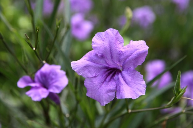 Esta imagen es una flor morada.