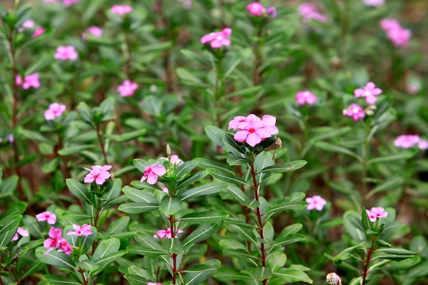 Esta imagen es una flor rosa.