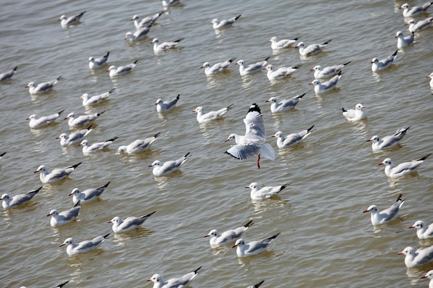 Esta imagen es una gaviota.