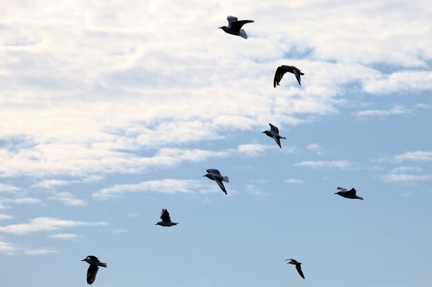 Esta imagen es una gaviota.