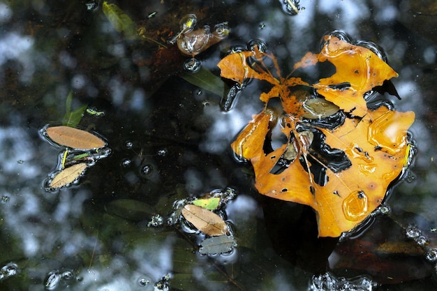 Esta imagen es una hoja en el agua.