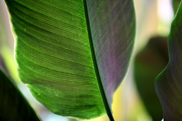 Esta imagen es una hoja natural.