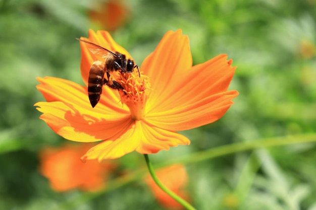 Esta imagen es insectos y flores.