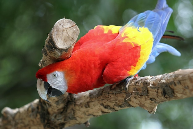 Esta imagen es un loro guacamayo.