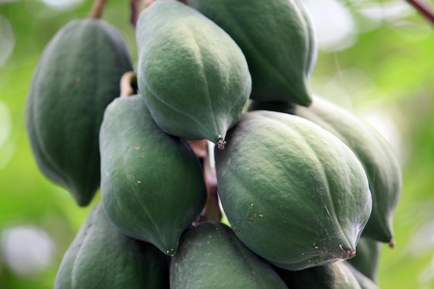 Esta imagen es papaya verde.