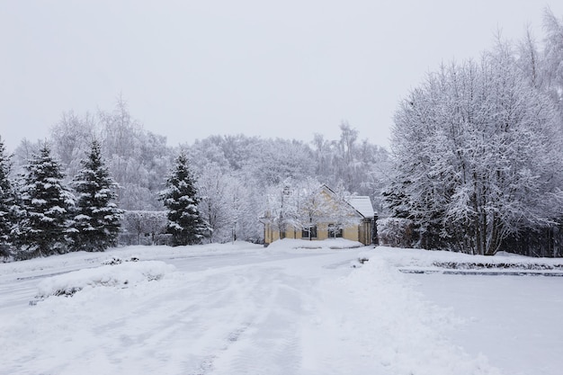 Imagen escénica de abetos. Día helado, tranquila escena invernal. Ubicación Rusia. Gran foto de zona salvaje. Concepto de turismo o Navidad.