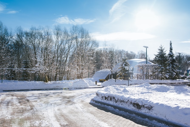 Imagen escénica de abetos durante el invierno