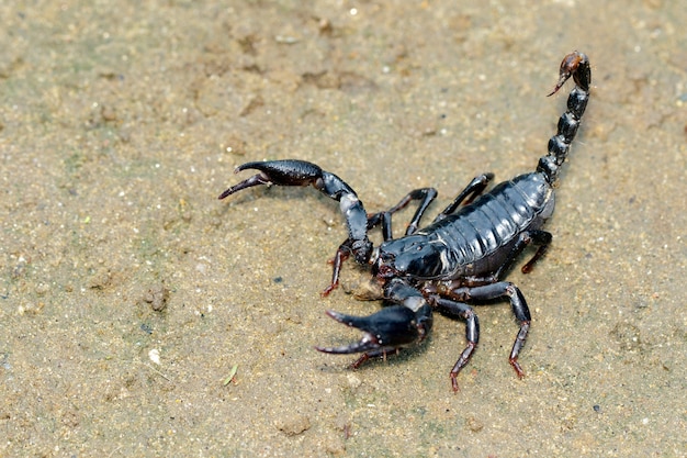 Imagen del escorpión emperador (Pandinus imperator) en el suelo. Insecto. Animal.