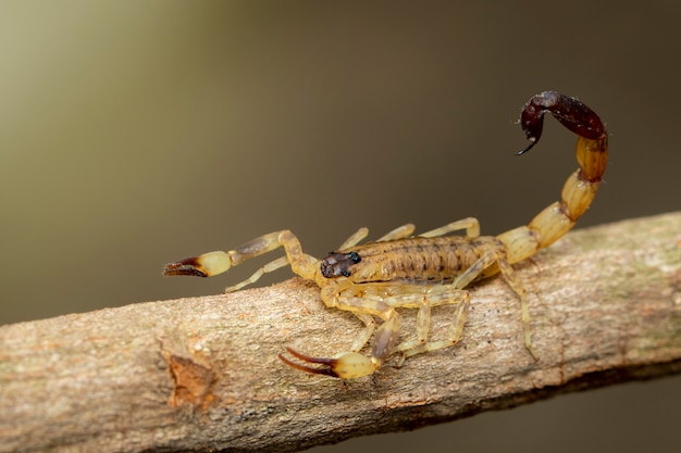 Imagen del escorpión marrón en rama de árbol seca marrón. Insecto. Animal.