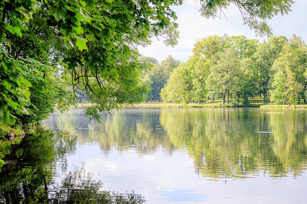 Imagen de espejo de árboles en el lago