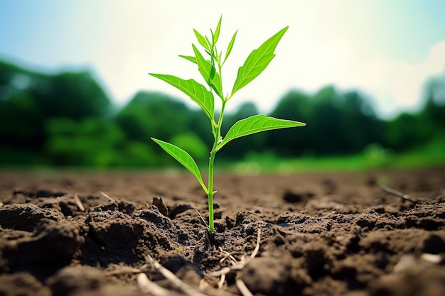 Una imagen esperanzadora de una sola planta de maíz verde que crece en un campo seco